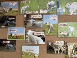 sheep