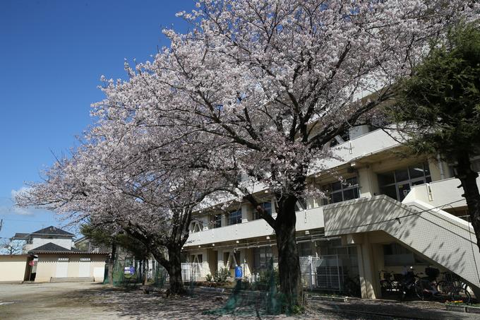 桜と校舎