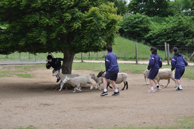 牧羊犬体験