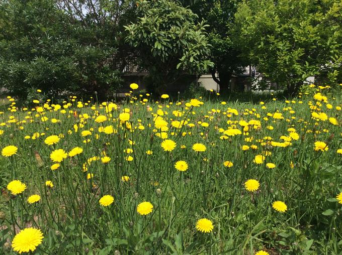 野の花１