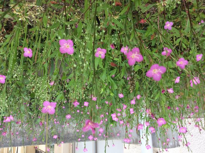 野の花２