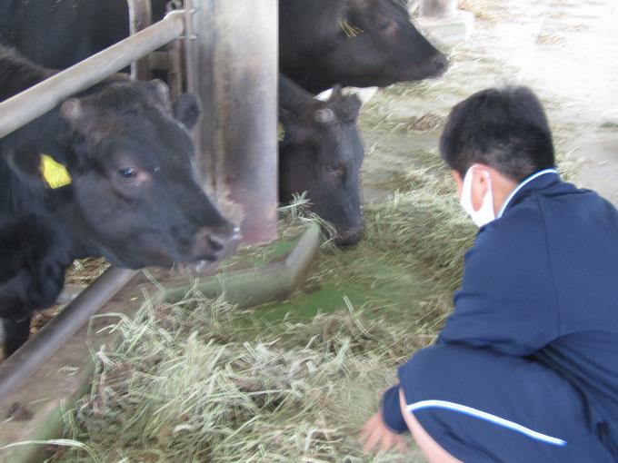 牛とのふれあい