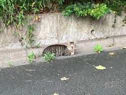 ネコ