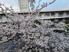 桜