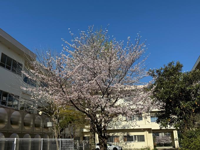 桜2