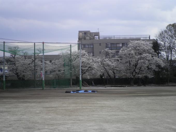 桜も喜んでいます