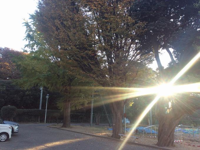 朝日に輝く大イチョウ