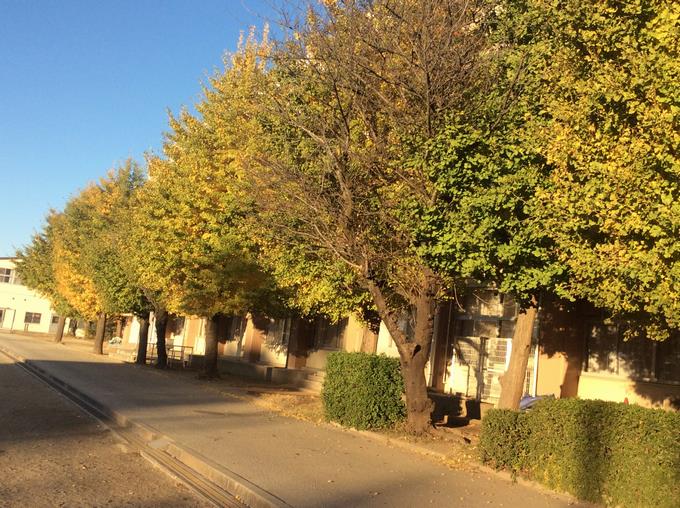 グラウンドの並木