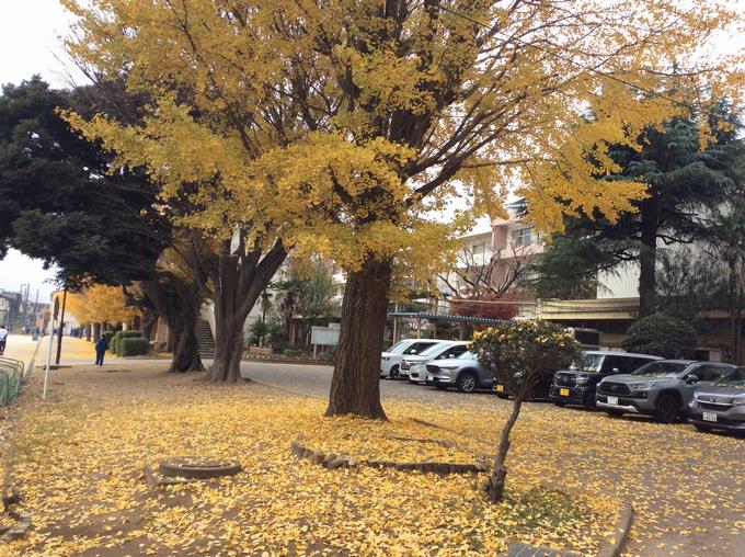 埋め尽くす落ち葉