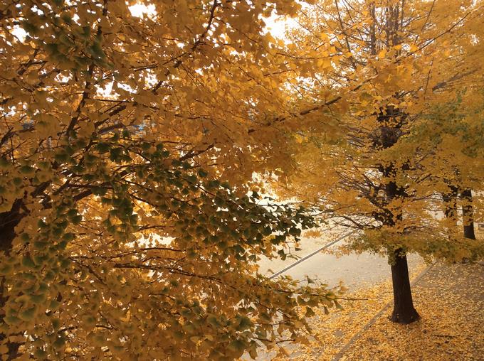 輝いて見えます