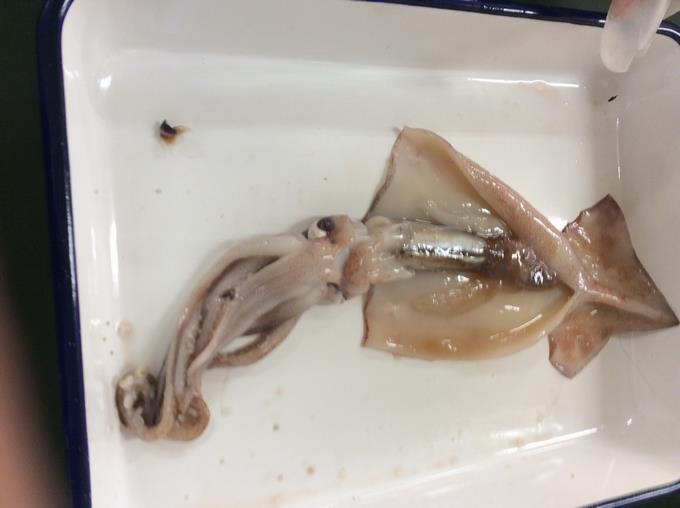 きれいに開けました