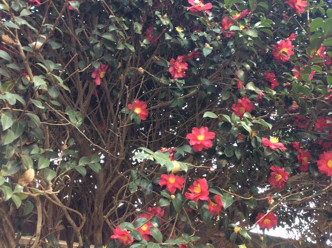 冬の花・船橋の花　さざんか