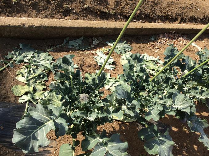 ブロッコリーの食用部位もつぼみ（花蕾）です