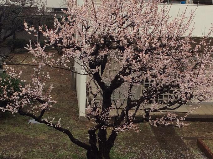 梅の花が雨に負けず咲いています