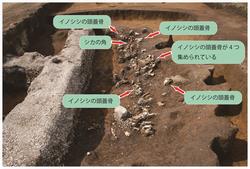 動物骨集中