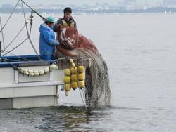 親子海苔すき体験3