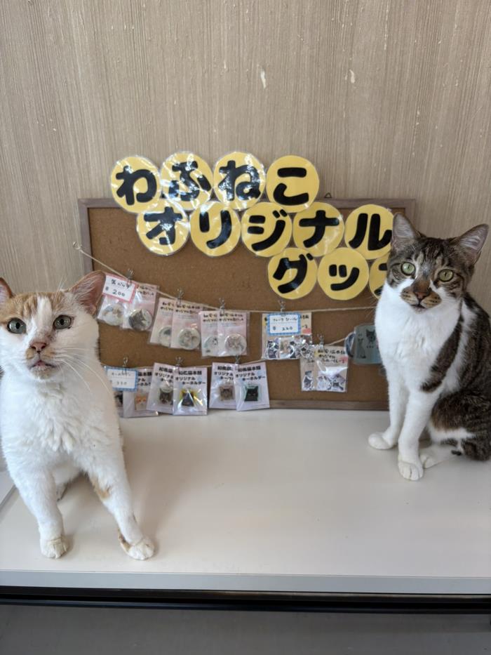 お出迎え猫