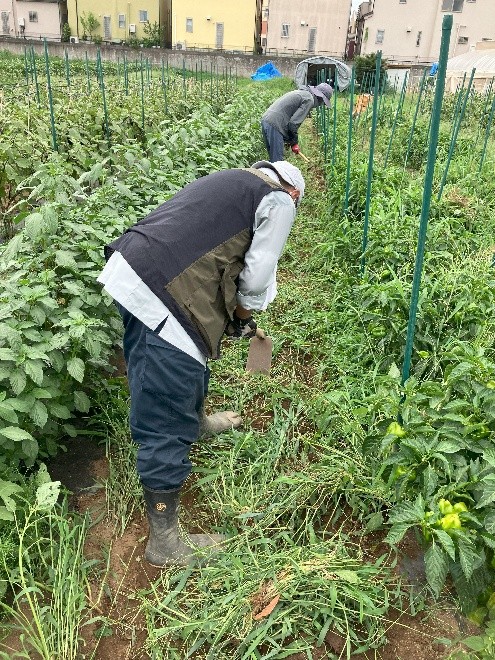 草取り