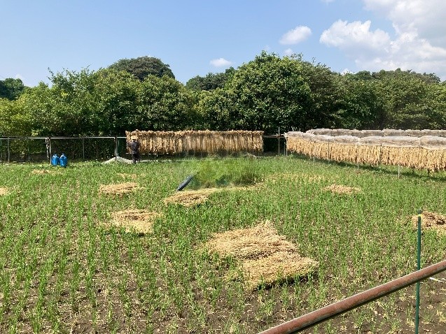 田んぼ