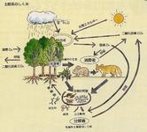 生態系のしくみの図