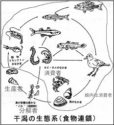 海の干潟における生物間の関係図