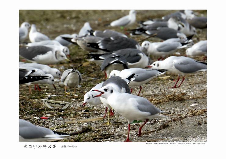 ユリカモメの写真