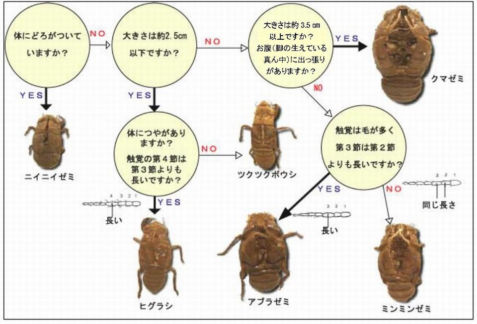 せみの抜け殻からセミの種名を見分ける図