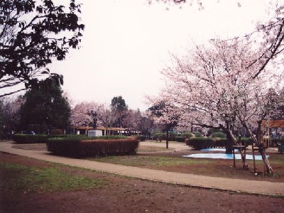 御滝公園さくら写真