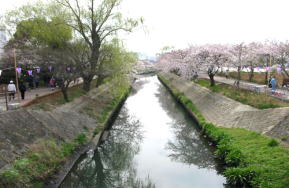 海老川の様子