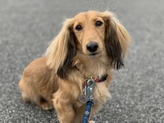 鑑札、済み票がついた犬
