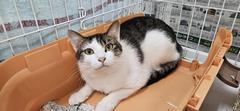 ねこ