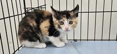 子猫