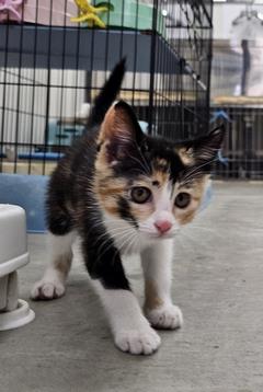 子猫