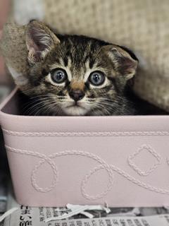 子猫