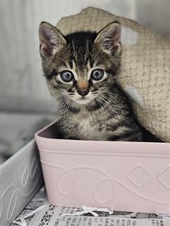 子猫