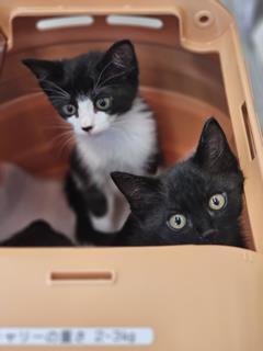 子猫