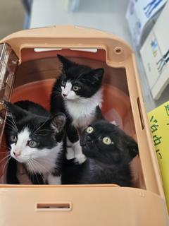 子猫