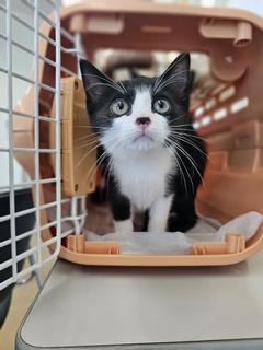 子猫