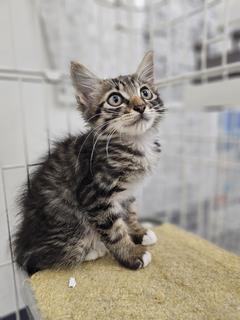 子猫