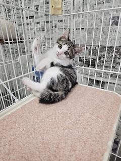 こねこ