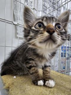 子猫