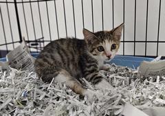 子猫