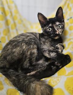 子猫