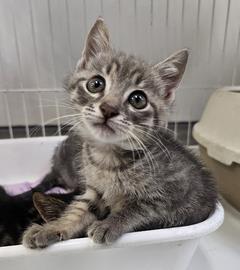 kiji