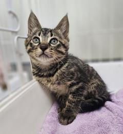 kiji