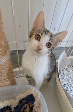 ねこ