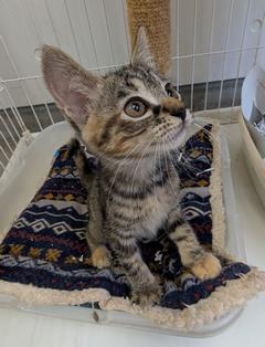 ねこ
