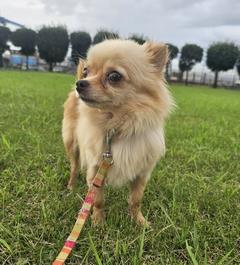 おせち