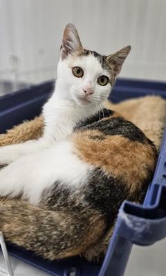 みやこ