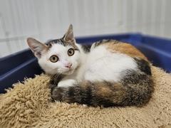 みやこ